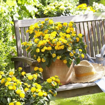 Lantana camara Evita 'Yellow' (129048)