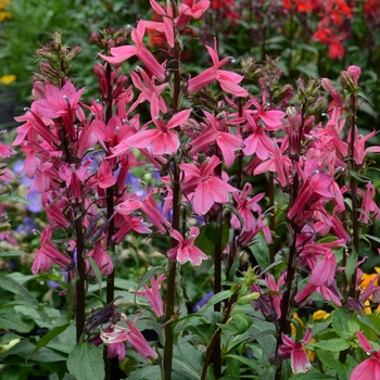 Lobelia x speciosa Starship™ Deep Rose '' (129058)