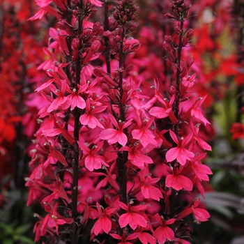 Lobelia x speciosa Starship™ Deep Rose '' (129059)