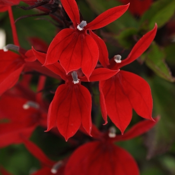 Lobelia x speciosa Starship™ Scarlet '' (129060)