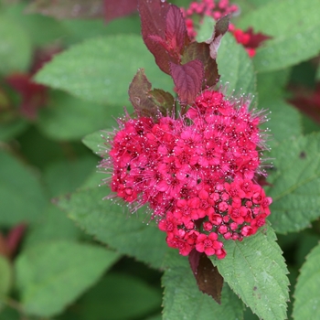 Spiraea Double Play 'Doozie®' (129191)