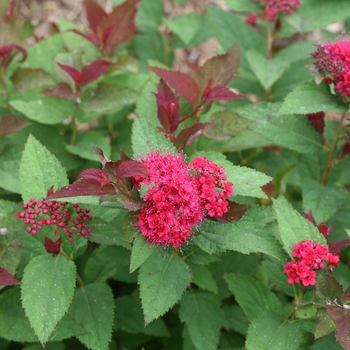 Spiraea Double Play 'Doozie®' (129193)