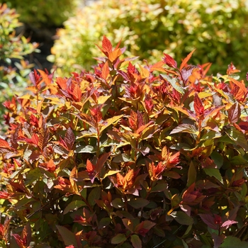 Spiraea Double Play 'Doozie®' (129194)