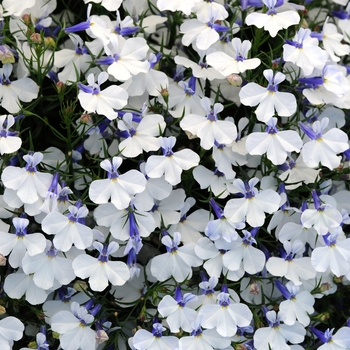 Lobelia Early Springs™ 'White Improved' (129223)