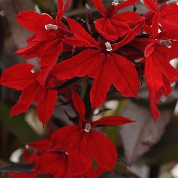 Lobelia speciosa 'Vulcan Red' (129296)