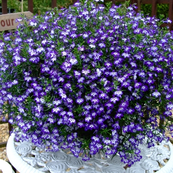 Lobelia erinus California® 'Blue' (129299)