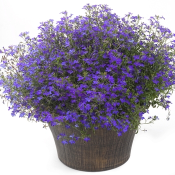 Lobelia erinus California® 'Dark Blue' (129301)