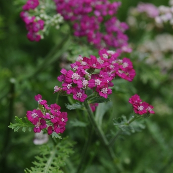 Achillea millefolium New Vintage™ '' (129351)