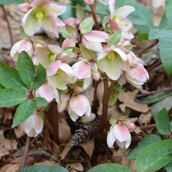 Helleborus Walberton's® 'Ivory Prince' (129383)