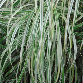 Miscanthus sinensis 'Dixieland' (129391)