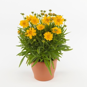 Coreopsis grandiflora 'Double the Sun' (129396)