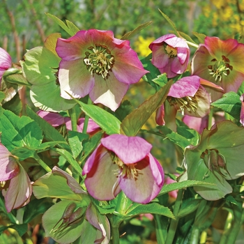 Helleborus 'Red Mountain' (129402)