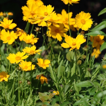 Coreopsis grandiflora 'Sunny Day' (129406)