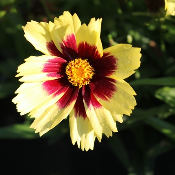 Coreopsis grandiflora 'Super Star' (129407)