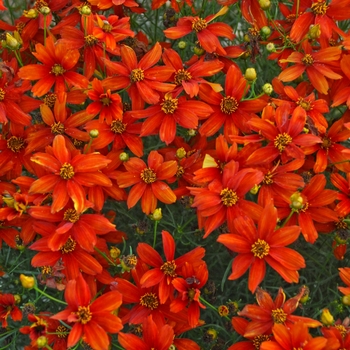 Coreopsis Sizzle & Spice® 'Crazy Cayenne' (129416)