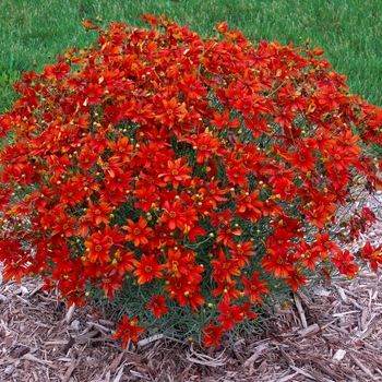 Coreopsis Sizzle & Spice® 'Crazy Cayenne' (129417)