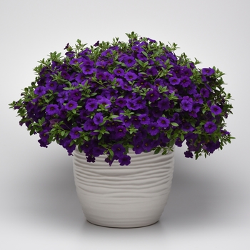 Calibrachoa Cabaret® '' (129445)