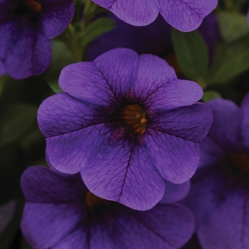 Calibrachoa Cabaret® 'Deep Blue' (129447)