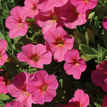 Calibrachoa Cabaret® 'Hot Pink' (129451)