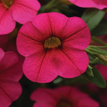 Calibrachoa Cabaret® 'Hot Pink' (129452)