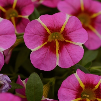 Calibrachoa Cabaret® 'Pink Star Improved' (129490)