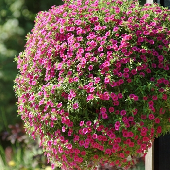 Calibrachoa Cabaret® 'Rose Improved' (129493)