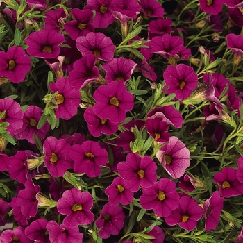 Calibrachoa Cabaret® 'Rose Improved' (129494)