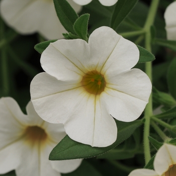 Calibrachoa Cabaret® 'Bright White Improved' (129500)