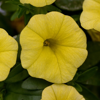 Calibrachoa Cabaret® 'Lemon Yellow Improved' (129503)