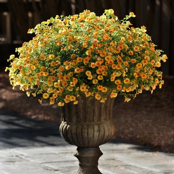 Calibrachoa Can-Can® 'Apricot' (129507)