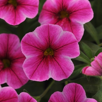 Calibrachoa Can-Can® 'Hot Pink Star' (129510)