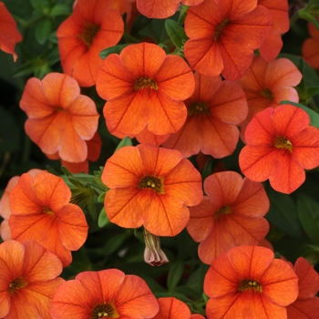 Calibrachoa Can-Can® '' (129515)