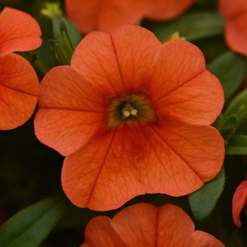 Calibrachoa Can-Can® '' (129516)