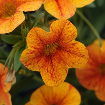 Calibrachoa Can-Can® '' (129522)