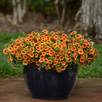 Calibrachoa Crave™ 'Sunset' (129599)