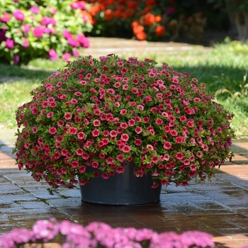 Calibrachoa Crave™ 'Strawberry Star' (129602)