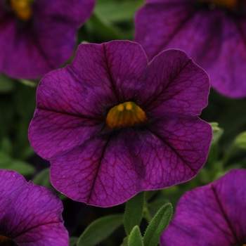 Calibrachoa Kabloom™ 'Deep Blue' (129603)