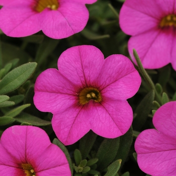 Calibrachoa Kabloom™ 'Deep Pink' (129606)