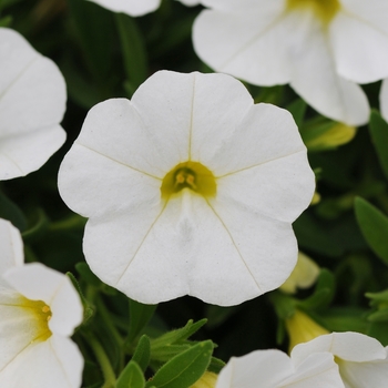 Calibrachoa Kabloom™ 'White' (129610)