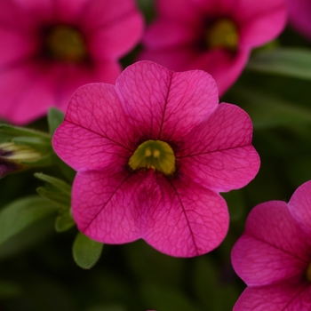 Calibrachoa MiniFamous® 'Compact Hot Pink' (129621)