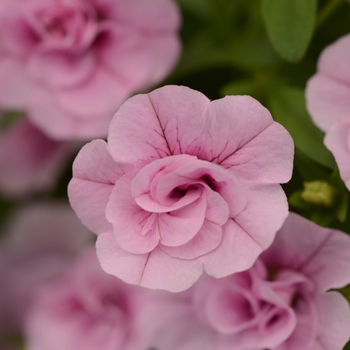 Calibrachoa MiniFamous® Double 'Compact Pink' (129643)