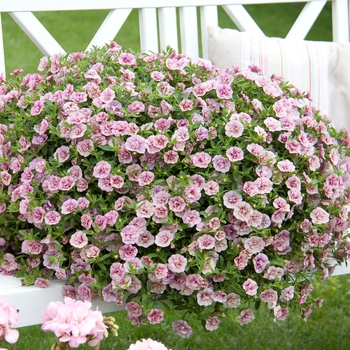 Calibrachoa MiniFamous® 'Double Pink Vein' (129659)