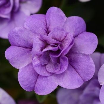 Calibrachoa MiniFamous® Double 'Silver Blue' (129665)