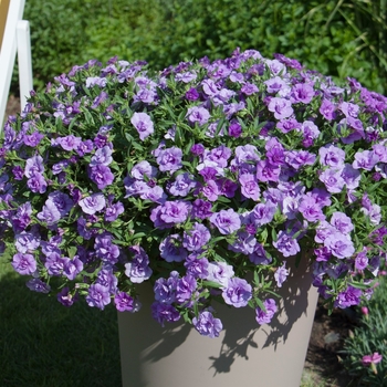 Calibrachoa MiniFamous® Double 'Silver Blue' (129666)