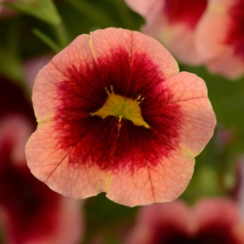 Calibrachoa MiniFamous® Neo 'Apricot Strike' (129672)