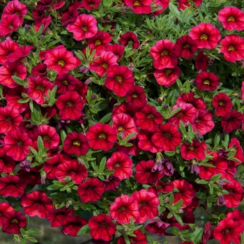 Calibrachoa MiniFamous® Neo 'Cherry Red' (129678)