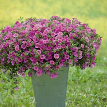 Calibrachoa MiniFamous® Neo 'Pink' (129691)