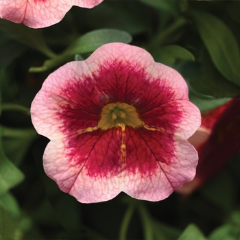 Calibrachoa MiniFamous® Neo 'Pink Strike' (129694)