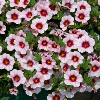 Calibrachoa MiniFamous® Neo 'Salmon Pink+Eye' (129699)