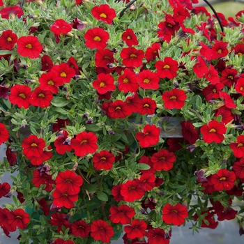 Calibrachoa MiniFamous® Neo 'Vampire' (129700)